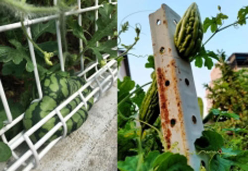 Cây quả trong vườn 'rủ nhau bỏ trốn', gia chủ 'cười ra nước mắt'