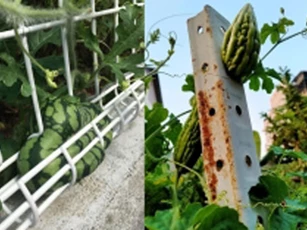 Cây quả trong vườn 'rủ nhau bỏ trốn', gia chủ 'cười ra nước mắt'