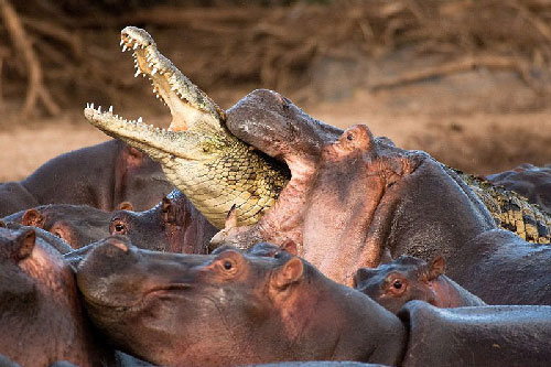 Cận cảnh cá sấu bị hà mã “hành hung” tơi bời vì tội “nhiều chuyện”