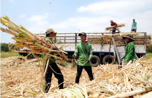 Giá mía đường tăng sẽ khuyến khích người nông dân quay trở lại với cây mía.