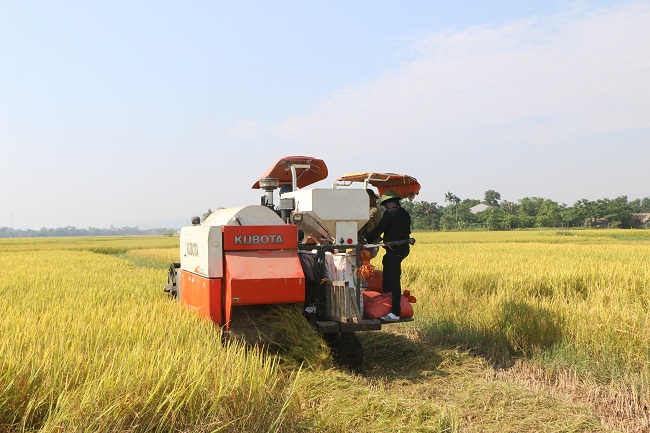 Hà Tĩnh: Khi những cánh đồng lên ngôi