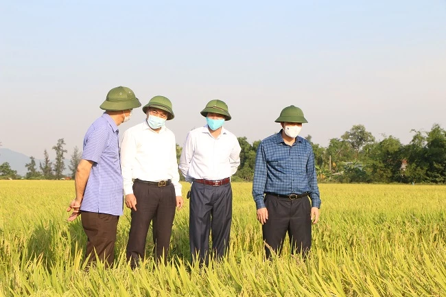 Bí thư Tỉnh ủy Hoàng Trung Dũng và Phó Chủ tịch UBND tỉnh Đặng Ngọc Sơn kiểm tra tình hình lúa xuân ở Cẩm Xuyên vào tháng 5/2021