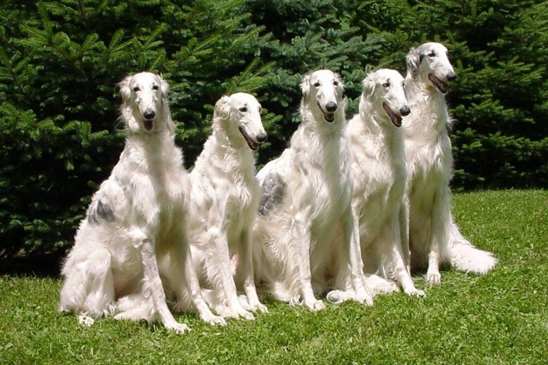 7. Borzoi (vận tốc tối đa: 58 km/h).