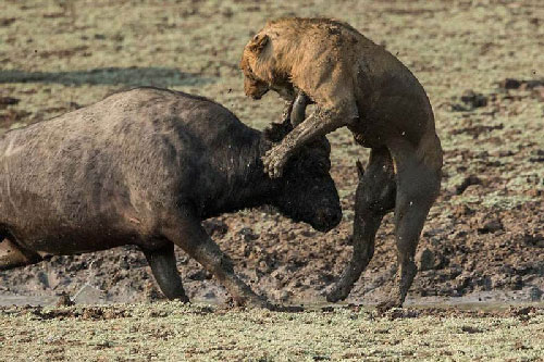 Bị dồn vào đường cùng, trâu rừng lao lên húc “thấu tim” sư tử