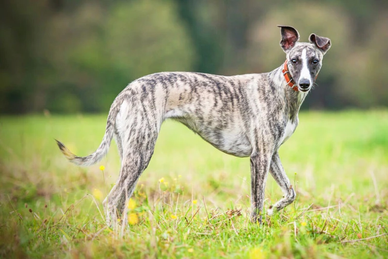 8. Whippet (vận tốc tối đa: 57 km/h).