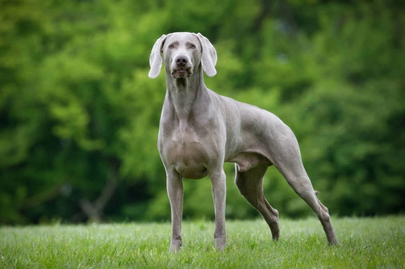 9. Weimaraner (vận tốc tối đa: 56,3 km/h).