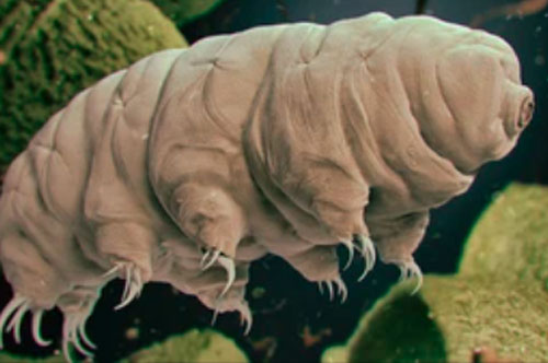 Tìm ra 'giới hạn bất tử' của loài gấu nước: Không thể sống sót khi bị bắn đi ở vận tốc 3.240 km/h