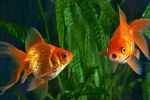 Những điều chưa biết về não cá vàng