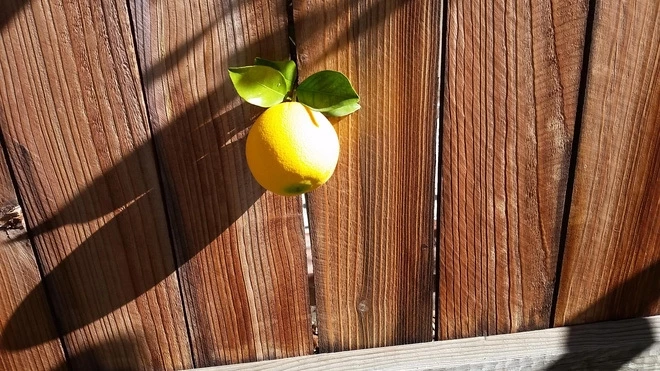 Bức tường "mọc" ra quả cam?