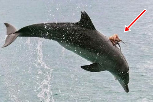 Cá heo liên tục nhảy lên khỏi mặt nước với tần suất bất thường, nhiều người rùng mình khi nhìn thấy thứ ghê rợn này trên lưng con vật