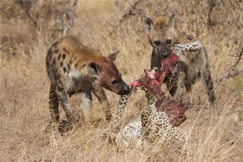 Trả thù cho con, bầy linh cẩu xé xác báo ăn thịt