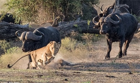 Gặp bầy trâu dữ, đôi sư tử gầy nhận kết nhục nhã