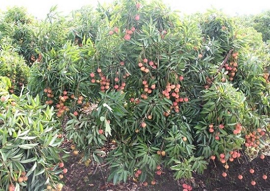 Bắc Giang đề nghị báo chí không dùng từ "giải cứu" 