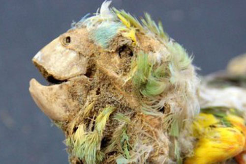 Vụ 27 xác ướp "không phải người" trong sa mạc: Tiết lộ mặt trái đầy đen tối của lịch sử nhân loại