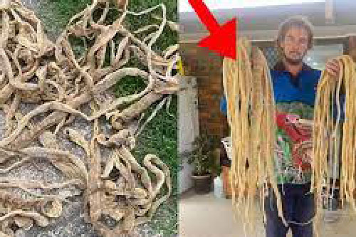 Kiểm tra tầng gác mái, người đàn ông thất kinh bạt vía khi thấy 50 tấm da rắn khô rang, phát hiện tiếp theo còn kinh dị hơn