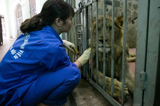 Nhân viên chăm sóc sư tử.