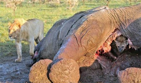 Chui vào bụng voi tránh sư tử, linh cẩu chết hụt
