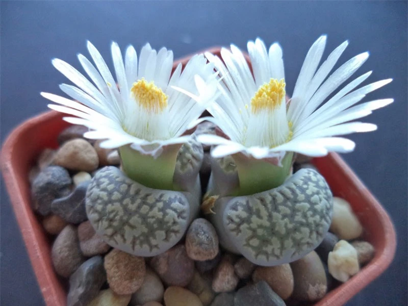 Hoa sỏi có tên khoa học là Lithops.