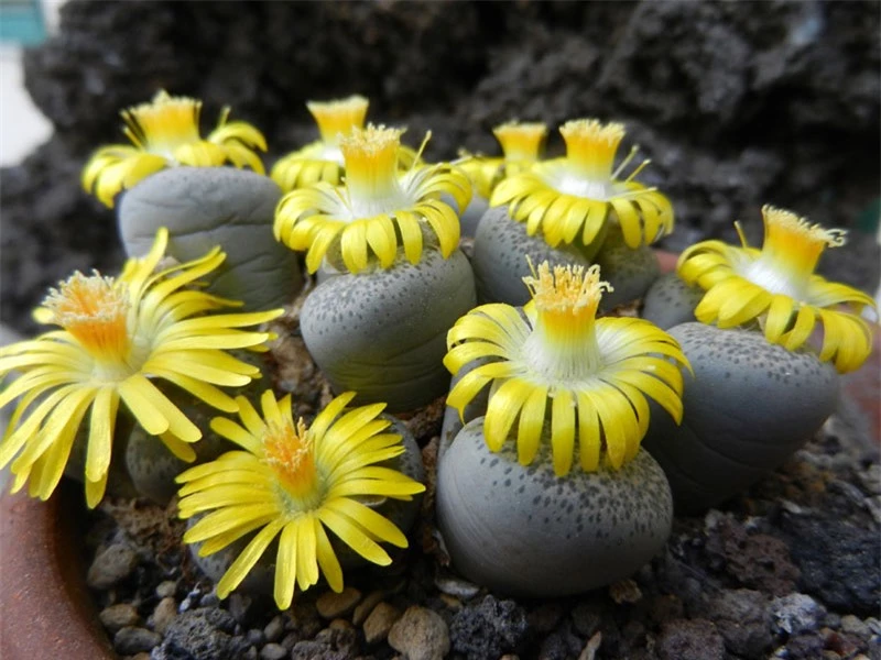 Đây là chi thực vật có hoa trong họ Aizoaceae.