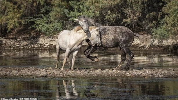 Hai con ngựa hoang to lớn đang tham gia vào một cuộc chiến khốc liệt.