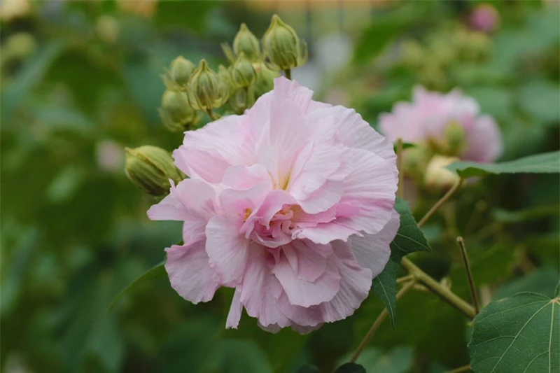 Hoa phù dung có tên khoa học là Hibiscus mutabilis. 