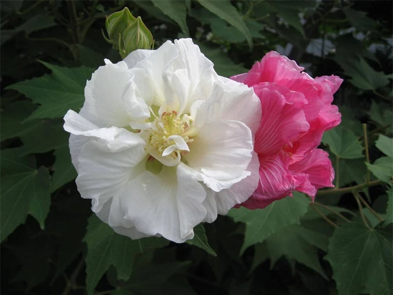 Hoa lớn, có hai loại: Hoa đơn (có 5 cánh), hoa kép (có nhiều cánh); hoa nở xoè to bằng cái bát, chất cánh xốp, trông như hoa giấy.