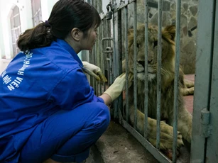 Chuyện về những người chăm sóc thú dữ giữa lòng Thủ đô: ‘Căng mình làm việc trong mùa dịch COVID-19’