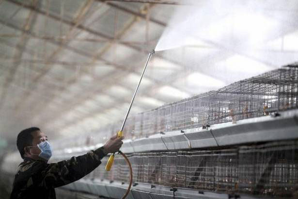 Trung Quốc phát hiện người đầu tiên nhiễm virus cúm gia cầm H10N3