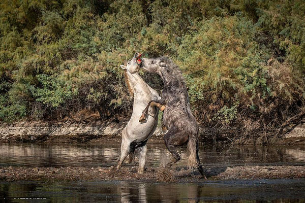 Giành bạn tình, đôi ngựa hoang kịch chiến khốc liệt