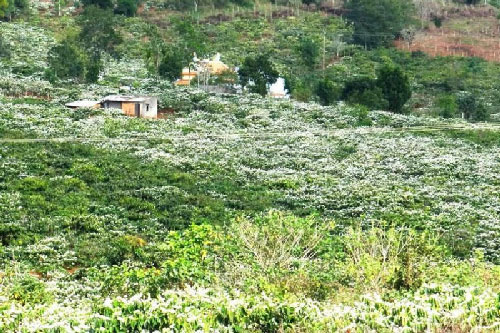 Chùm ảnh ấn tượng về thủ phủ cà phê của Việt Nam