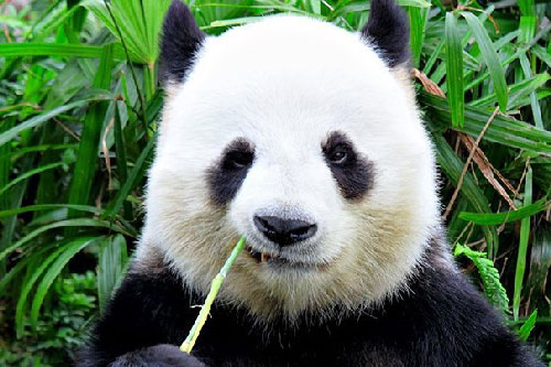 Bật mí nguyên nhân gấu trúc có lông màu đen trắng