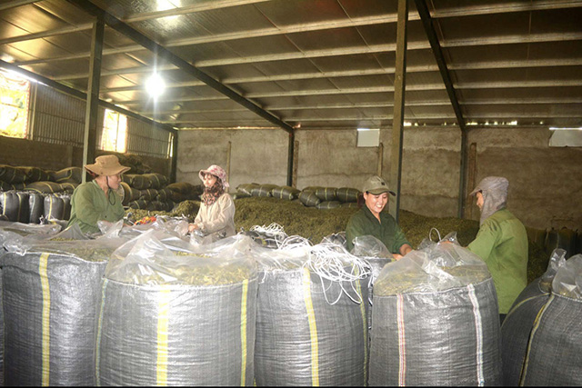 "Gỡ khó" giúp nông dân xứ Nghệ tiêu thụ nông sản trong mùa dịch Covid-19