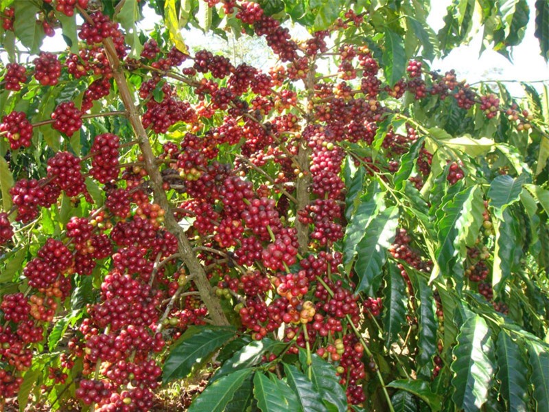 Cây cà phê chín đỏ rực chính là điểm đặc trưng của Đắk Lắk. Ảnh: Điền Kim Trang.