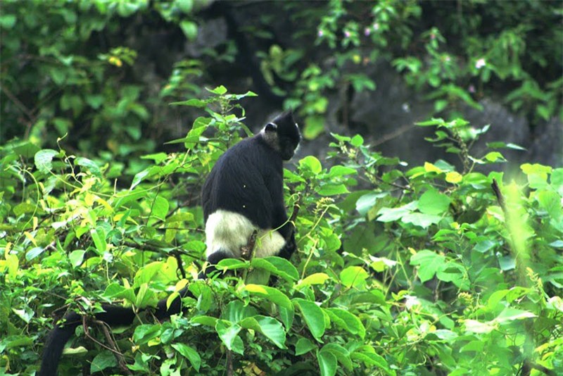 Hiện Vân Long có tới hơn 40 cá thể voọc mông trắng đang sinh sống. Ảnh: Panoramio.