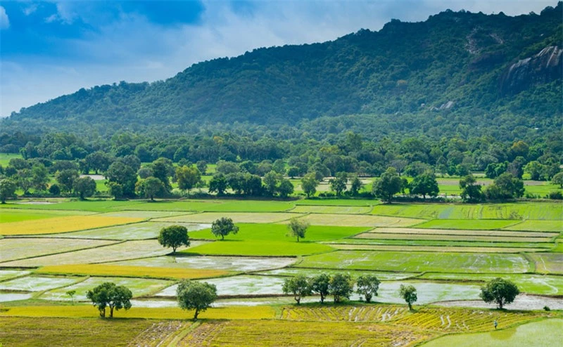 Tới nơi đây, du khách còn có dịp thăm viếng chùa Chưn Num, hồ Tà Pà, thưởng thức đặc sản gạo nàng nhen, gạo lúa sóc, ăn sáng với món cháo bò độc đáo thơm mùi trái trúc hoang dã, xem lễ hội đua bò Bảy Núi vào khoảng trung tuần tháng 8-9 Âm lịch… Ảnh: Thanh Long.