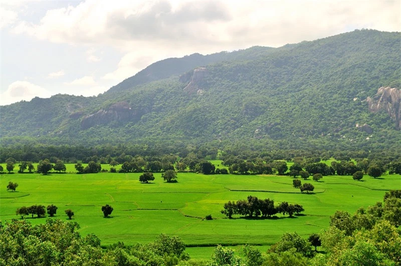 Nhìn từ trên cao, cánh đồng Tà Pạ như một tấm thảm xanh ngút ngàn màu lúa non, lác đác điểm tô bằng những ngọn thốt nốt cao vút. Ảnh: Diem Dang Dung.