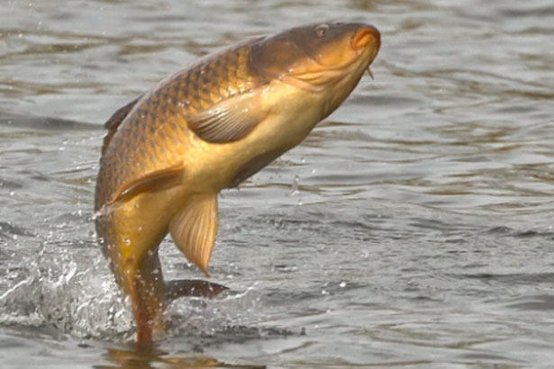 Lấy cà rốt làm mồi câu cá, thỏ trắng thu hoạch được thứ không thể ngờ đến: Bài học giá trị về việc "cho đi" mà con người nên ngẫm