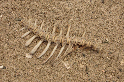 Bộ xương cá cổ đại tiết lộ chế độ ăn kiêng của người Do Thái