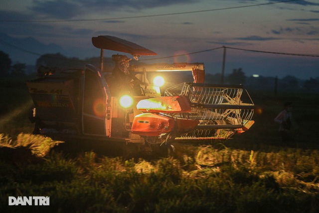 Tránh nắng "như thiêu như đốt", nông dân Hà Nội gặt lúa trong đêm