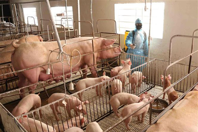 Giá lợn hơi biến động do ảnh hưởng của đại dịch COVID-19
