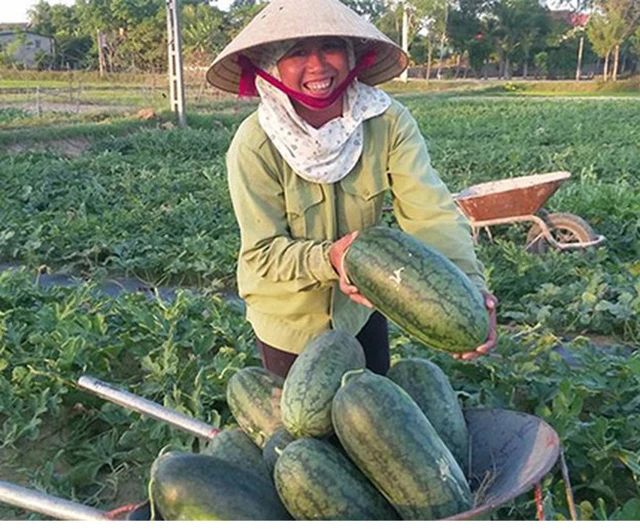 Nông dân Nghi Lộc thu hoạch dưa hấu