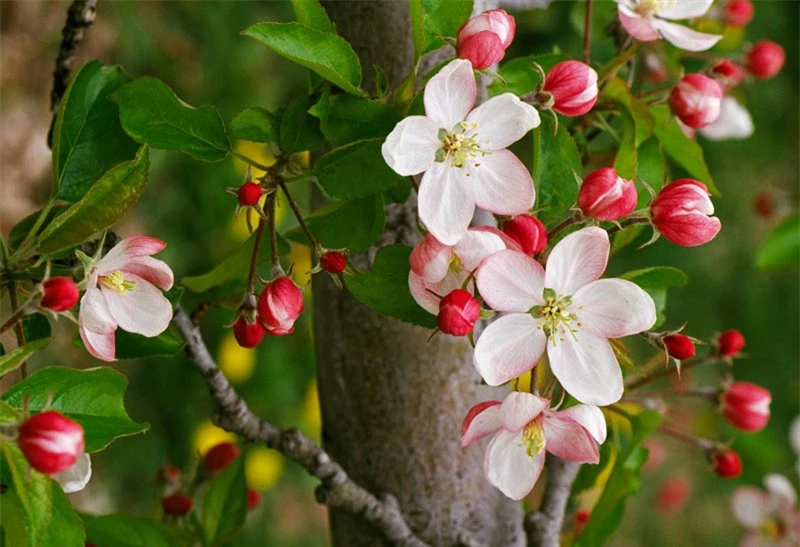 Táo tây có tên khoa học là Malus domestica. 