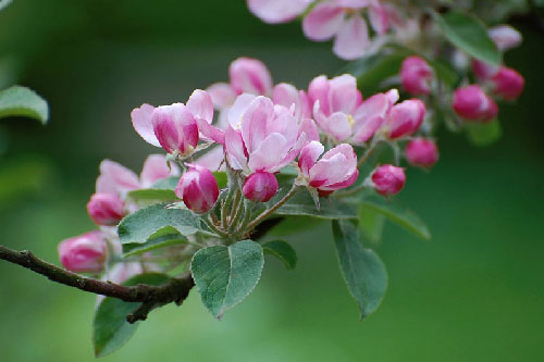 Cận cảnh vẻ đẹp thuần khiết của hoa táo tây