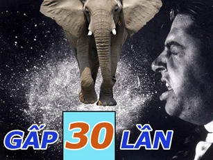 Cực kỳ bất ngờ: Voi có thể hút thức ăn với tốc độ 540 km/h - nhanh gấp 30 lần cú hắt hơi của con người