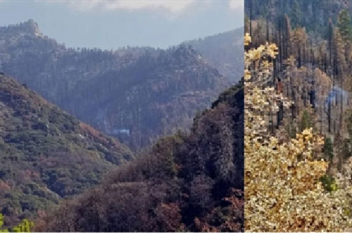 Vào rừng gần một năm sau đám cháy, thấy điều chấn động