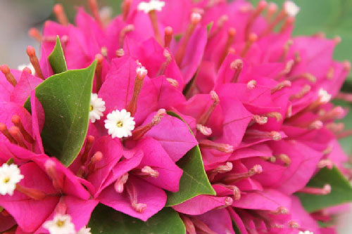 Chiêm ngưỡng vẻ đẹp của loài hoa mang ý nghĩa gắn kết trong gia đình