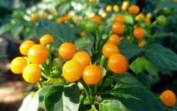 Hơn nửa tỉ 1 cân, ai ngờ loại quả giá "trên trời" này lại là thứ...mọc hoang