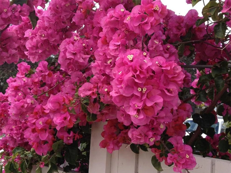 Bougainvillea glabra đôi khi được gọi là 