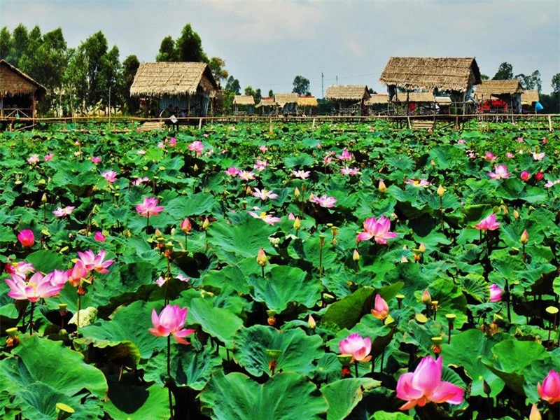 Nền trầm tích Pleistocen với các vật liệu phù sa cổ không đồng đều được phủ lên bằng vật liệu mới của trầm tích Holocen. Do đó, có thể tìm thấy những gò phù sa cổ và những giồng cát cổ nằm chen lẫn giữa cánh đồng phù sa mới. Ảnh: Hai Lua Homestay.