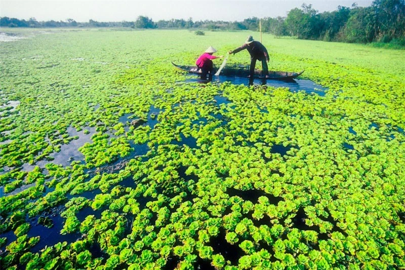 Đến U Minh Thượng, du khách sẽ được tận hưởng không khí trong lành cùng với không gian khoáng đãng, tha hồ nhìn ngắm chim muông, thú rừng, và các loài động thực vật. Ảnh: Du lịch Việt Nam.